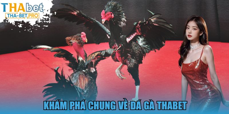 Khám phá chung về đá gà THABET