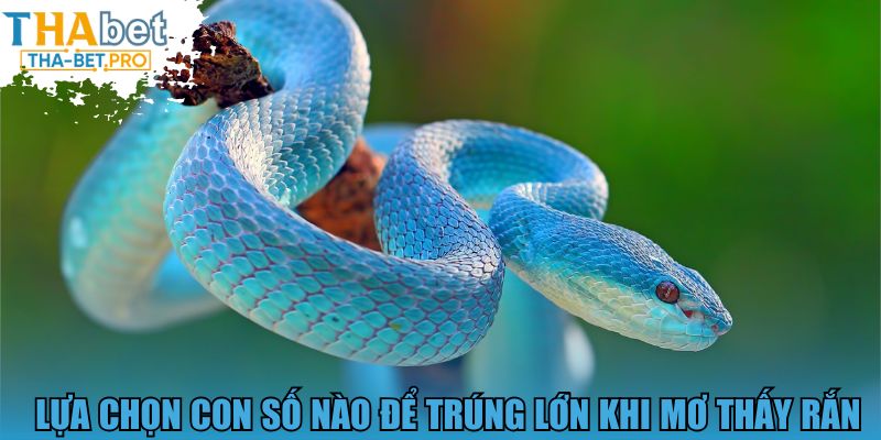 Lựa chọn con số nào để trúng lớn khi mơ thấy rắn 