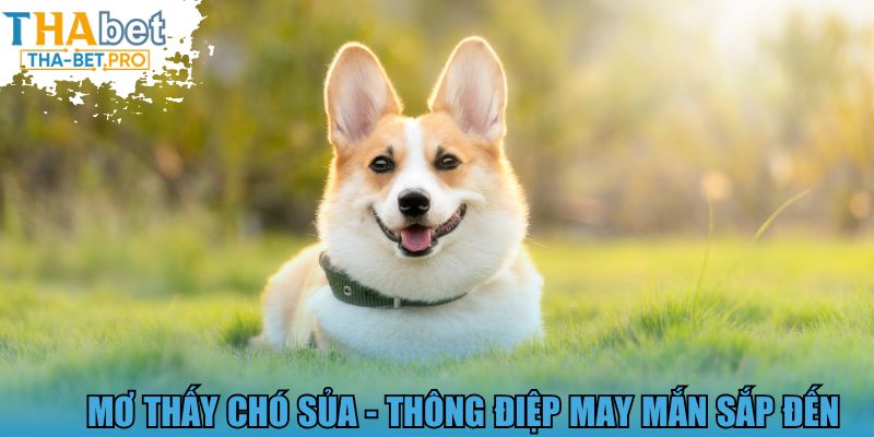 Mơ thấy chó sủa - Thông điệp may mắn sắp đến 