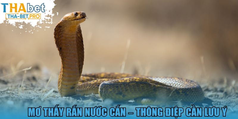 Mơ thấy rắn nước cắn - Thông điệp cần lưu ý