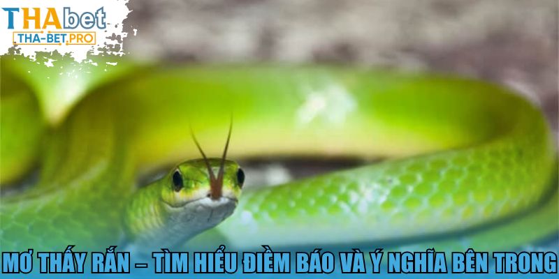 Mơ thấy rắn - Tìm hiểu điềm báo và ý nghĩa bên trong 